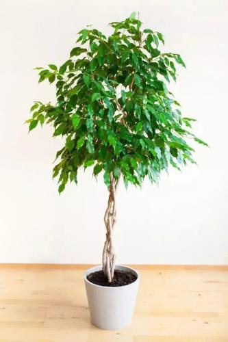 垂葉榕原生品種