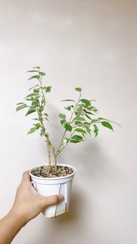 花葉垂榕