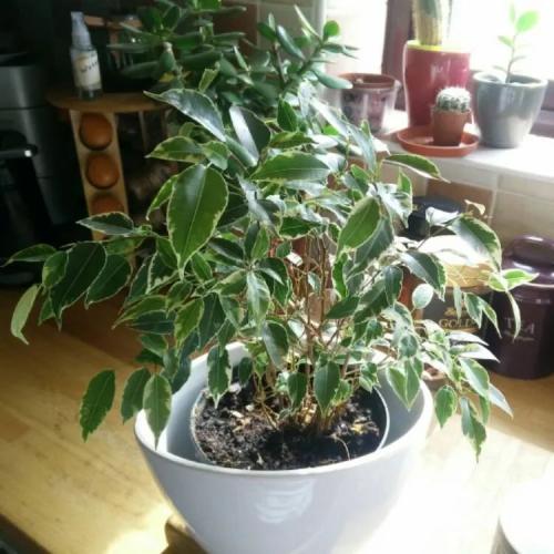 花葉垂榕特寫