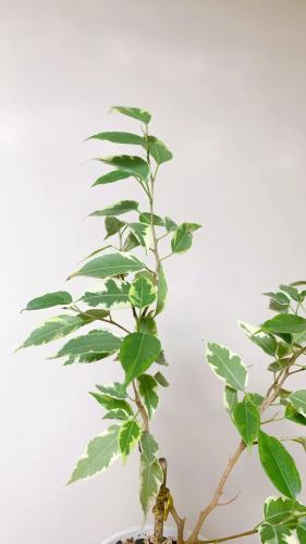 花葉垂榕